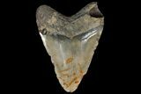 Bargain, Megalodon Tooth - North Carolina #87073-2